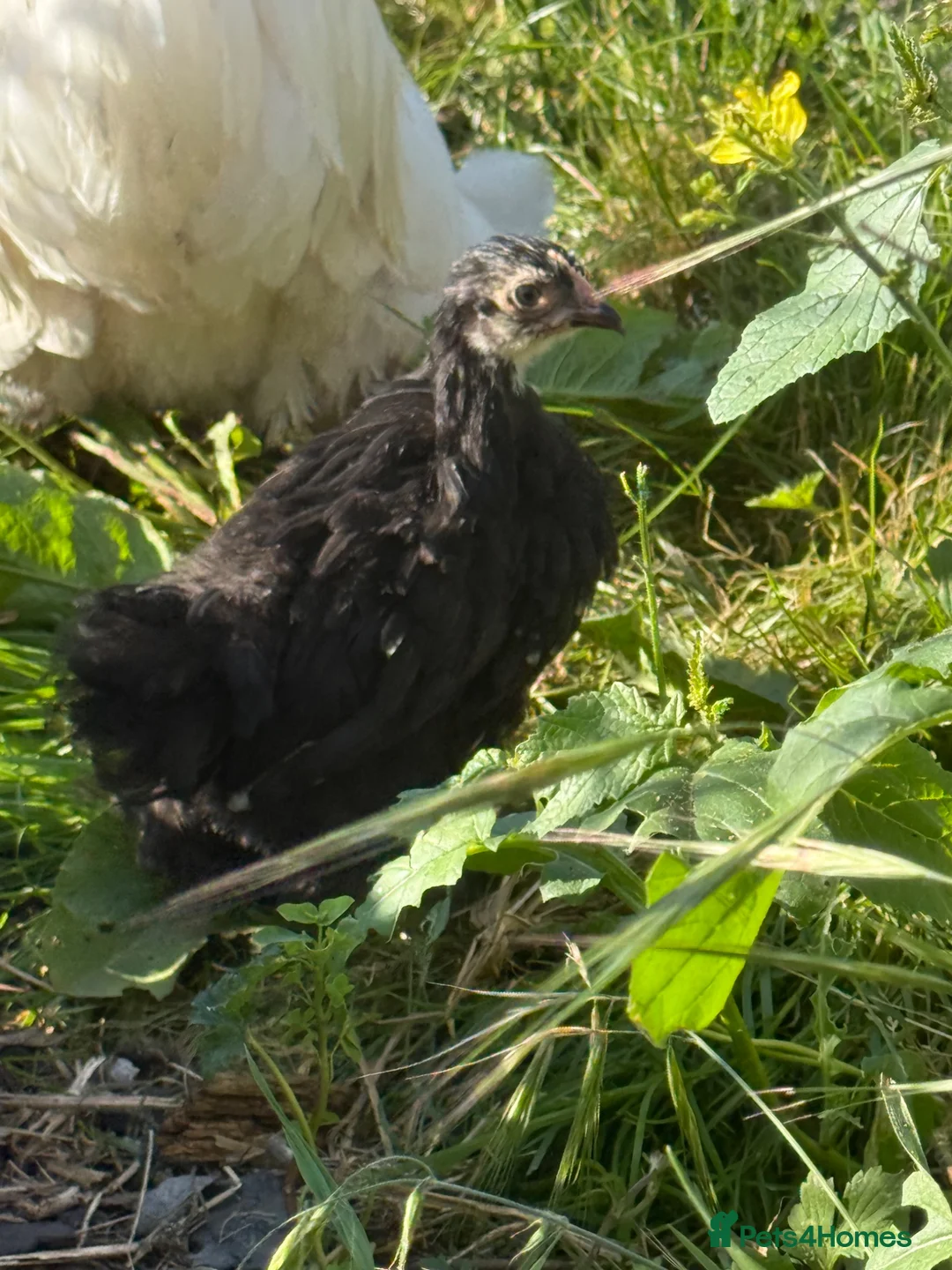 Chickens poultry for sale: Black mottled Pekin chick 7 weeks  - Advert 2