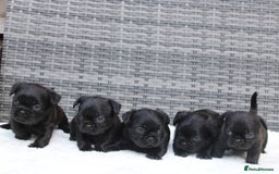 Mixed Breed dogs for sale: French bulldog X imperial shih tzu  - Image 2