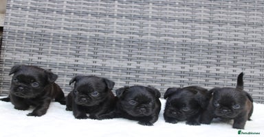 Mixed Breed dogs - Advert 10