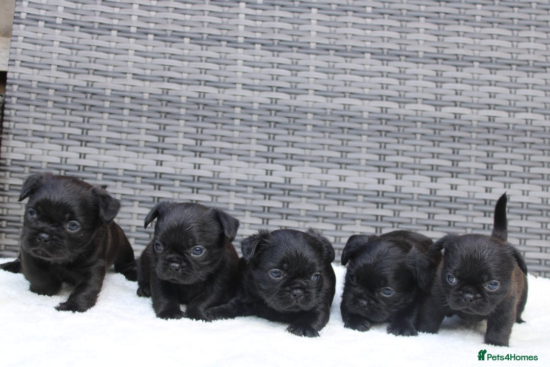Mixed Breed dogs for sale: French bulldog X imperial shih tzu  - Image 2