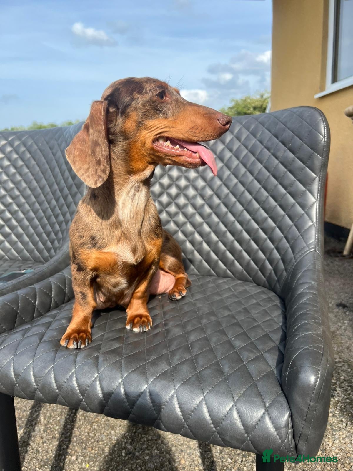 Dachshund dogs Dachshund puppies  - Advert 1