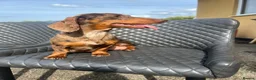 Dachshund dogs for sale: Dachshund puppies  - Advert 1
