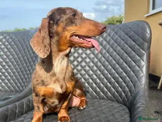 Dachshund dogs Dachshund puppies - Advert 2