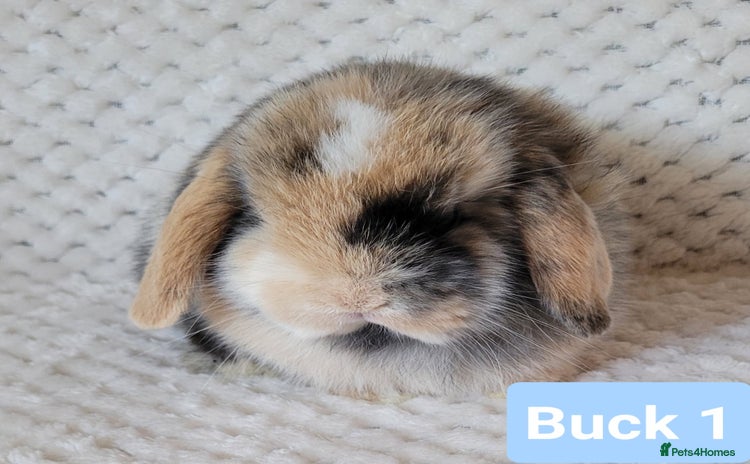 Mini Lop rabbits in Shaftesbury - Advert 13