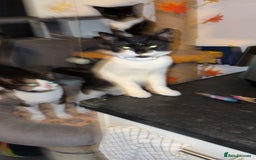 Domestic Shorthair cats for sale: Twix and twirl 🧡 - Image 5