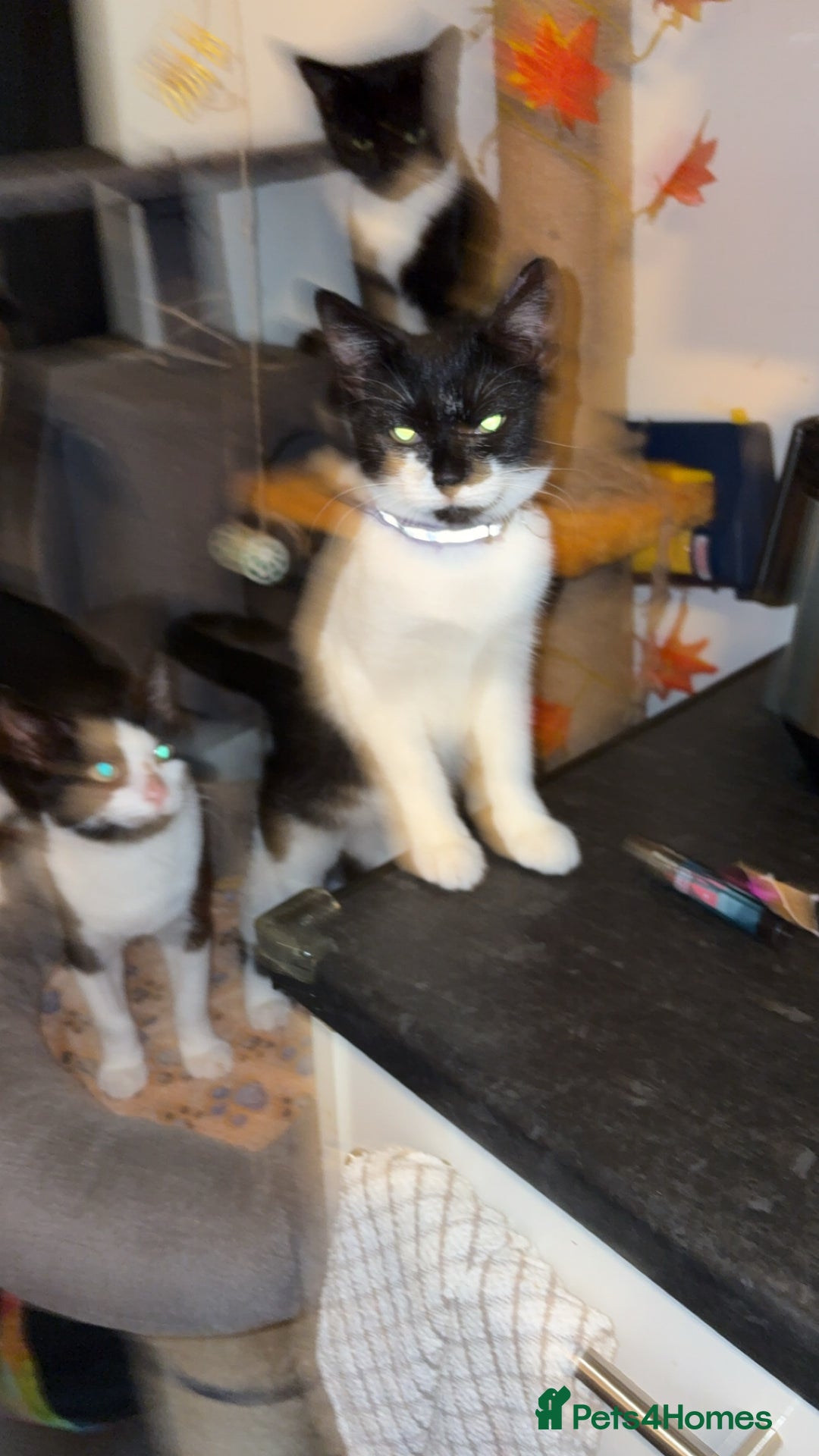 Domestic Shorthair cats for sale: Twix and twirl 🧡 - Image 5