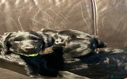 Labradoodle dogs for sale: Ready to go - Fantastic F1 Labradoodles (black) - Image 4