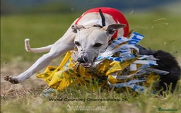 Whippet dogs for sale: Top quality pups due October - Image 13