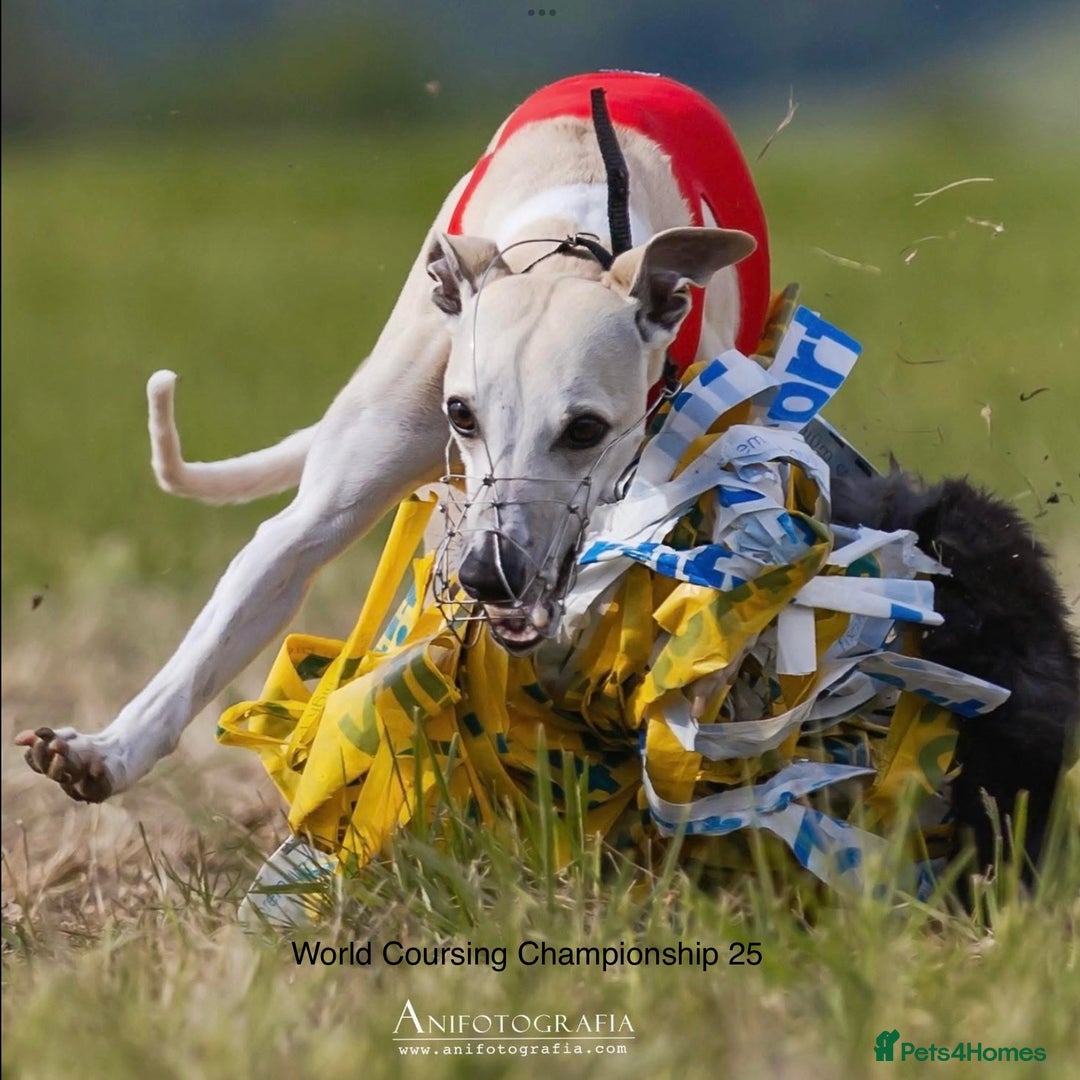 Whippet dogs for sale: Top quality pups due October - Image 13
