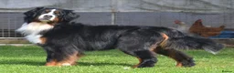 Bernese Mountain Dog dogs for sale: VERY SPECIAL GIRL LOOKING FOR VERY SPECIAL HOME - Advert 5