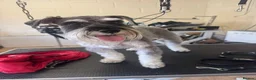 Mixed Breed dogs for sale: Fab Little Schnockers (mini schnauzer x cocker) - Advert 5