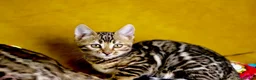 Bengal cats for sale: Pedigree Bengals Ready to leave us in March - Advert 3