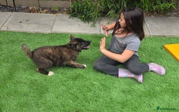 Mixed Breed dogs for sale: Beautiful Malamute x akita puppies  - Image 8