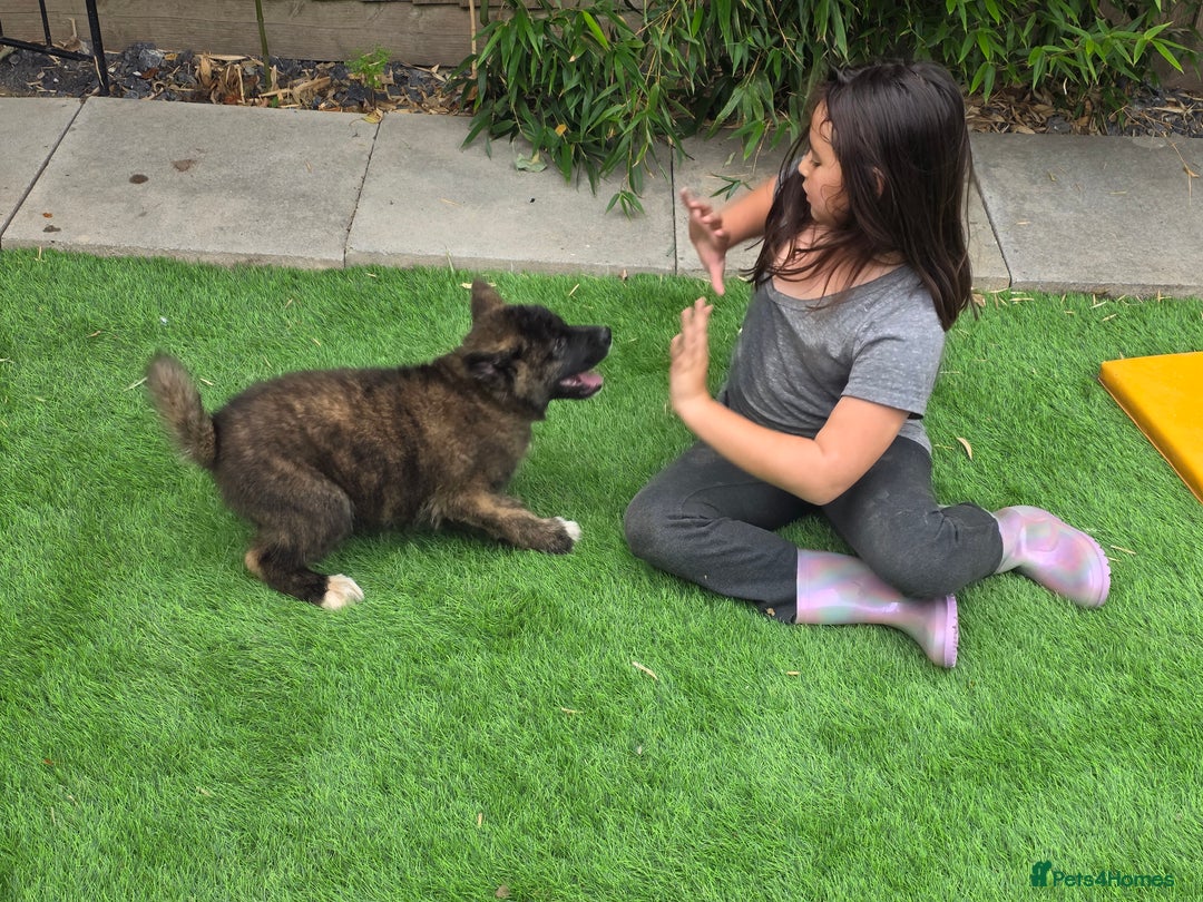 Mixed Breed dogs for sale: Beautiful Malamute x akita puppies  - Image 8