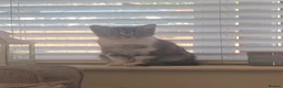 Mixed Breed cats for sale: British Shorthair X Persian  - Advert 3