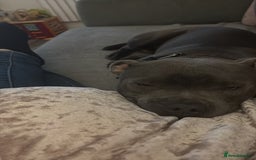 Staffordshire Bull Terrier dogs for sale: 9 month old koda  - Image 2