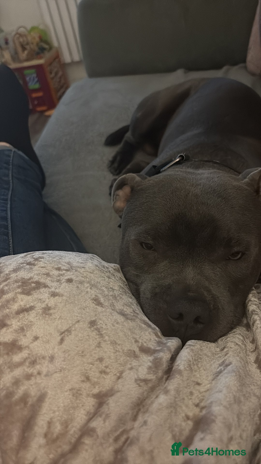 Staffordshire Bull Terrier dogs for sale: 9 month old koda  - Image 2