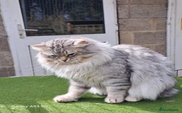 Siberian cats for sale: Stunning litter of Siberian x kittens - Image 13