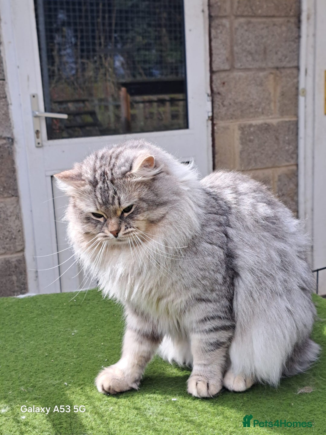 Siberian cats for sale: Stunning litter of Siberian x kittens - Image 13