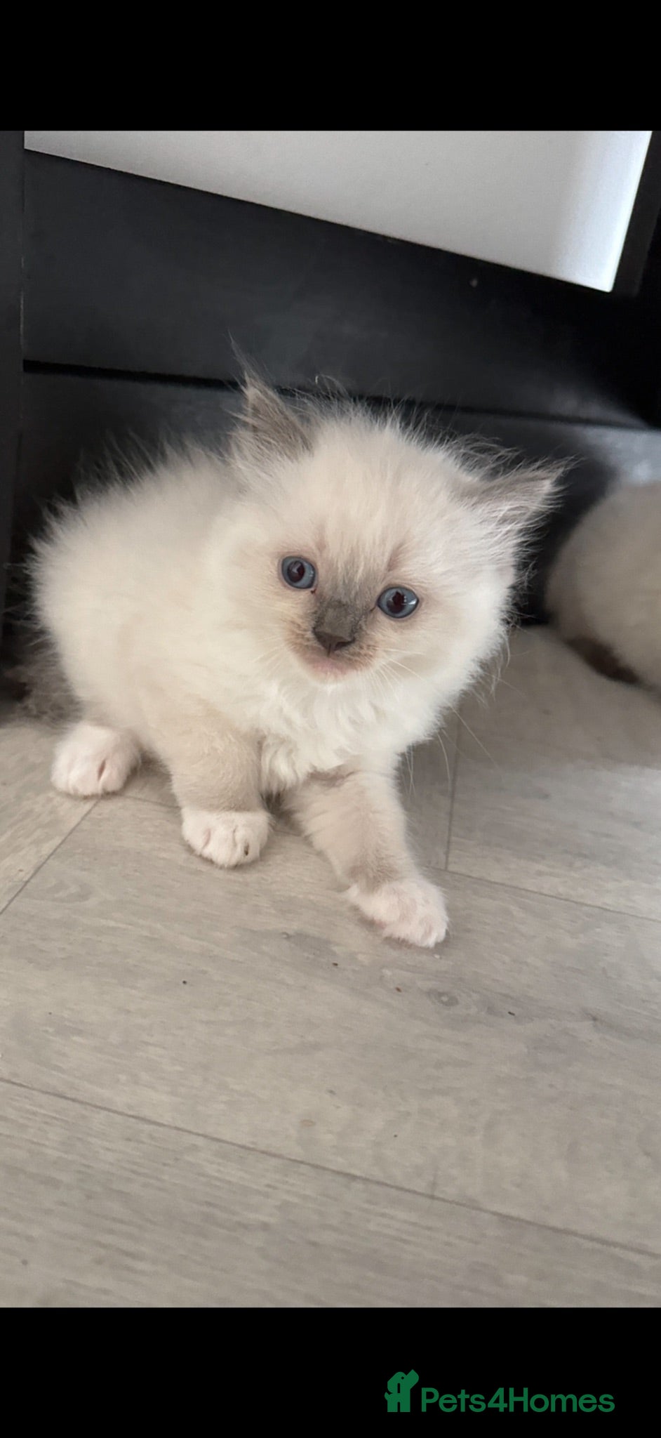 Ragdoll cats *ready to go* LAST Pedigree Ragdoll Kittens - Advert 1