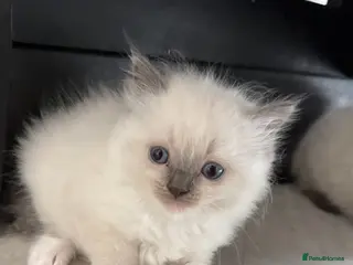 Ragdoll cats *ready to go* LAST Pedigree Ragdoll Kittens - Advert 11