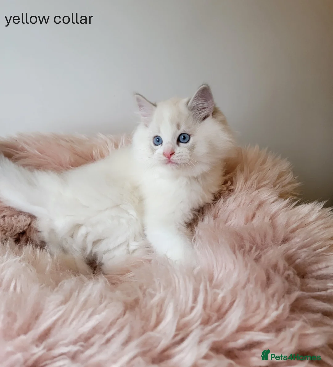 Ragdoll cats for sale: 😸Fully GCCF Certified Pedigree Ragdoll kittens💕 - Advert 10