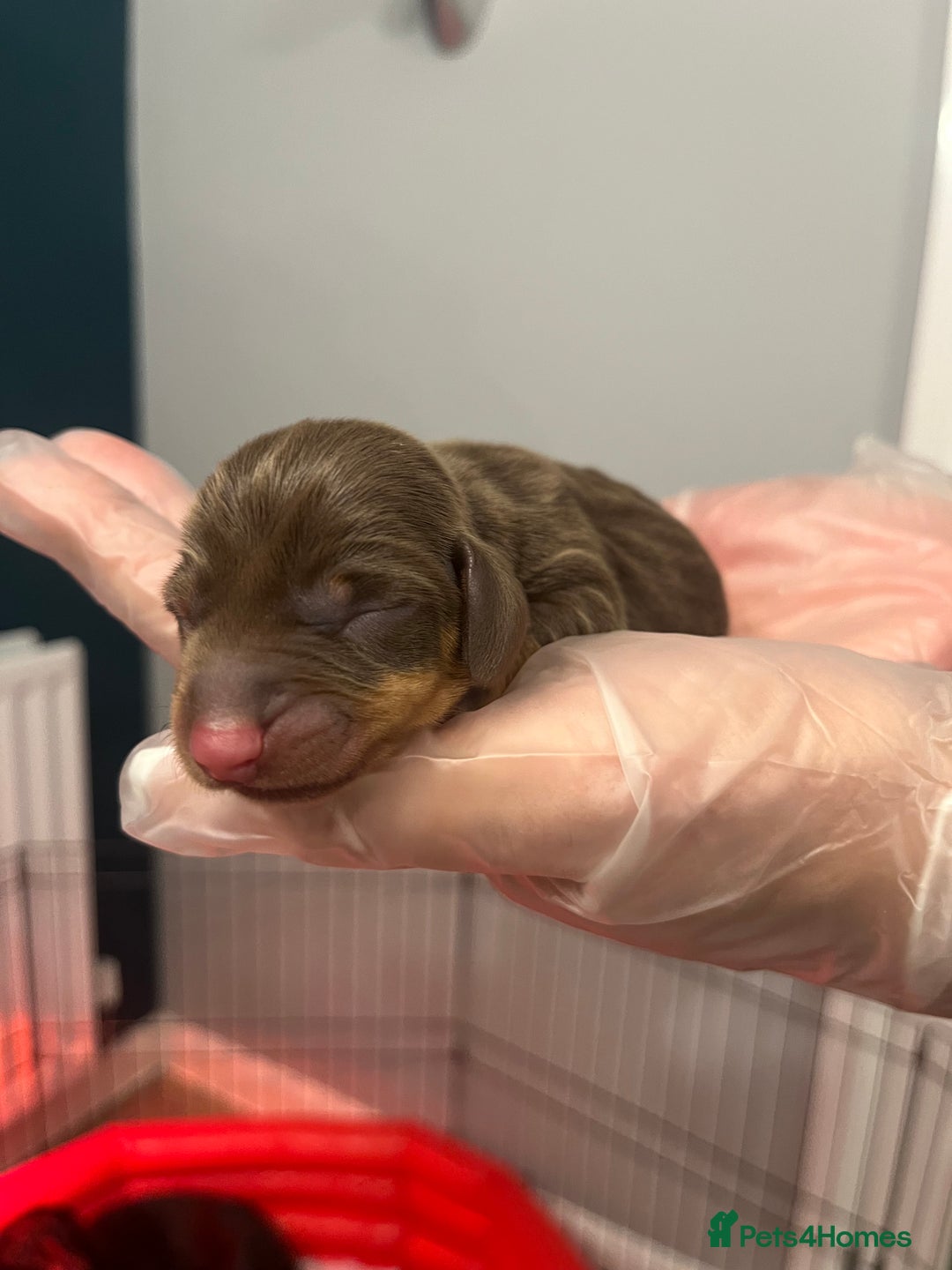 Miniature Dachshund dogs for sale: Adorable Miniature Dachshunds! KC REG, PEDIGREE - Image 3