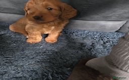 Cockapoo dogs for sale: 1 Beautiful Fox Red Boy Cockapoo Left  - Advert 17