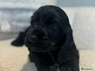 Cocker Spaniel dogs - Advert 33