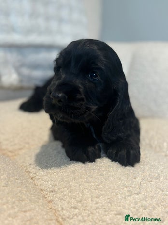 Cocker Spaniel dogs - Advert 5