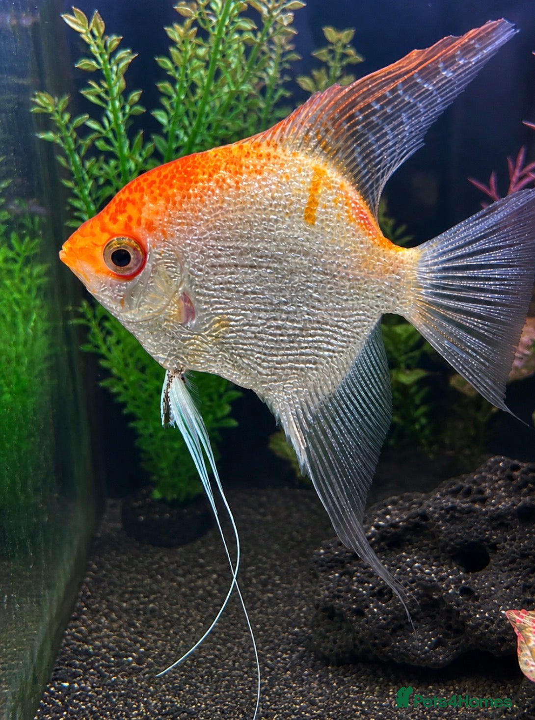 Angelfish fish 4 year old angelfish  - Advert 6