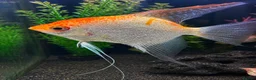 Angelfish fish for sale: 4 year old angelfish  in Sudbury - Advert 1
