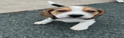Beagle dogs for sale: Quality Foot Beagle Puppies - Advert 4