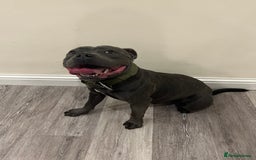 Staffordshire Bull Terrier dogs for sale: Gorgeous black brindle Staffy pups KC - Image 3