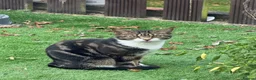 Mixed Breed cats for sale: Friendly, inquisitive male  in Waterlooville - Advert 2
