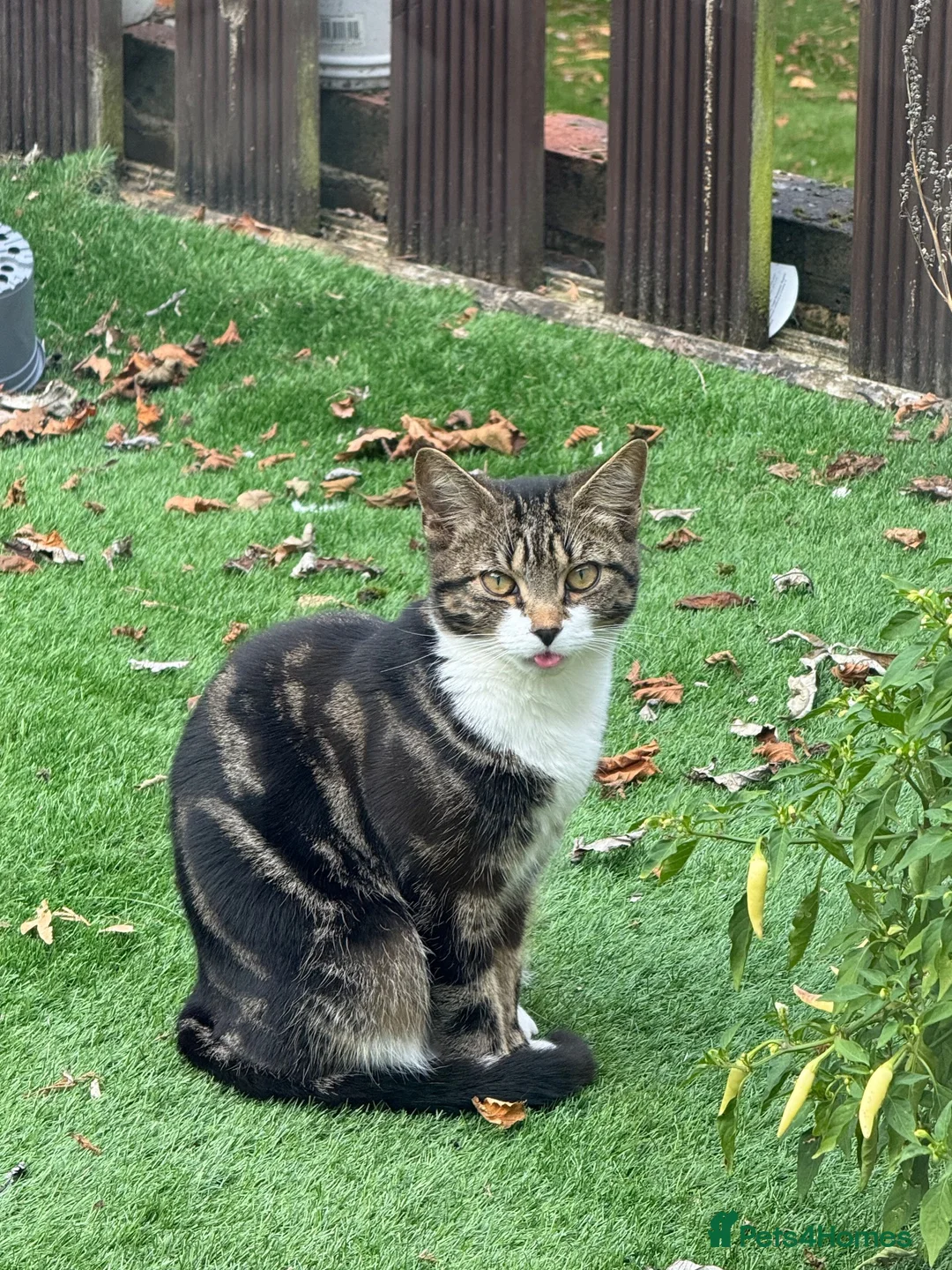 Mixed Breed cats for sale: Friendly, inquisitive male  in Waterlooville - Advert 2