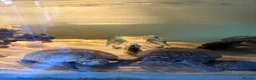 Turtle reptiles for sale: 2 musk turtles need rehoming - Advert 3