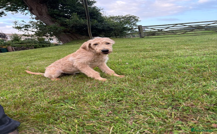 Labradoodle dogs in Aberystwyth - Advert 1