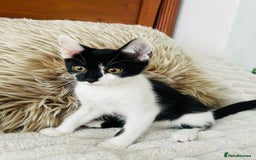 Mixed Breed cats for sale: Beautiful Kittens For Sale  - Image 9