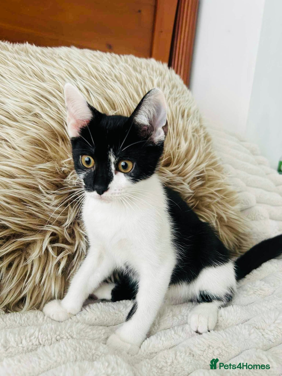 Mixed Breed cats for sale: Beautiful Kittens For Sale  - Image 9