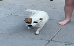 Jack Russell dogs for sale: Female jack russell - Image 4