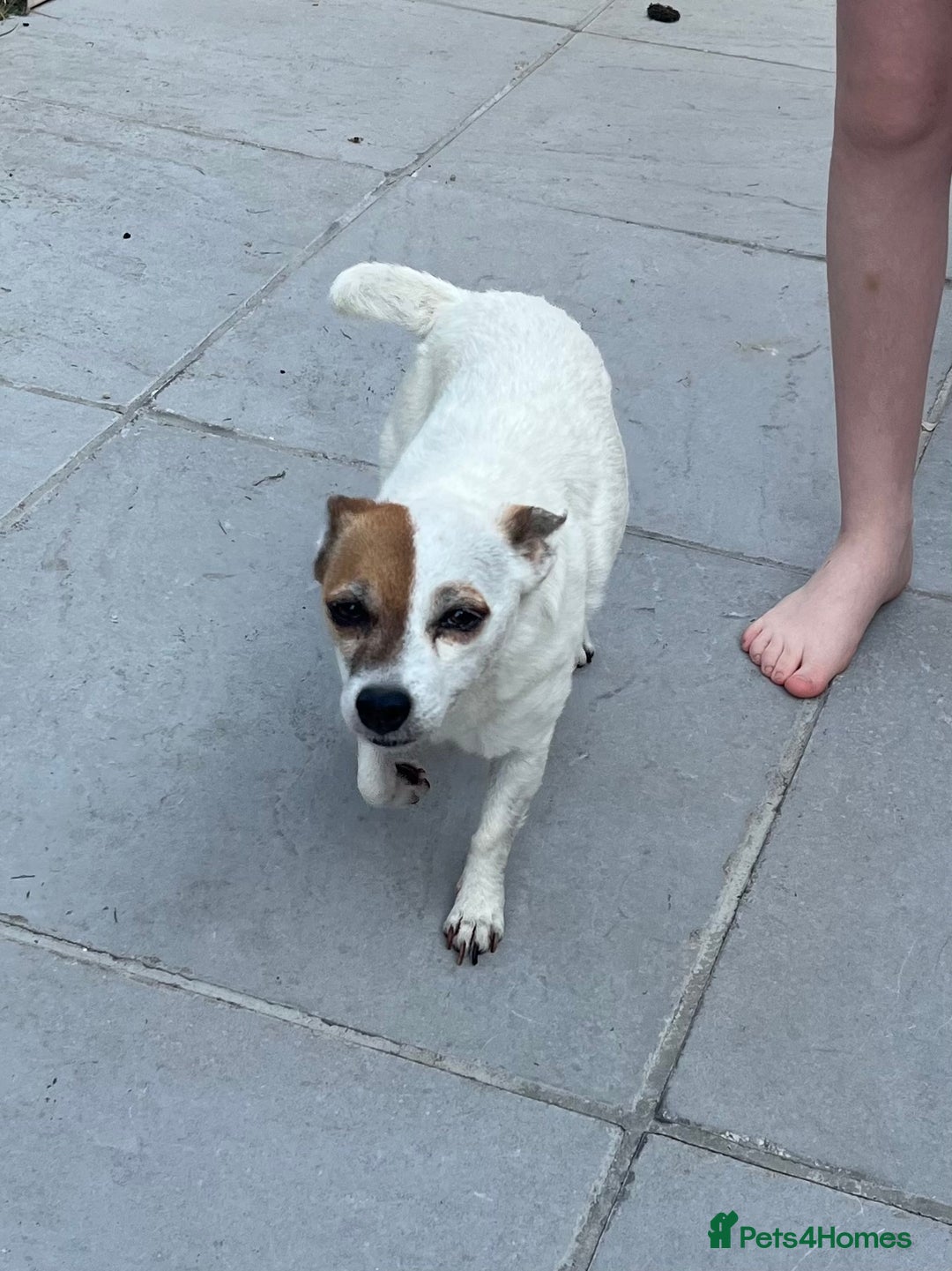 Jack Russell dogs for sale: Female jack russell - Image 4