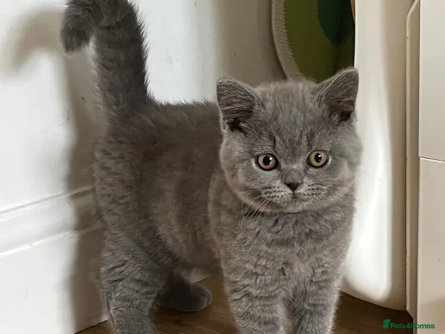 British Shorthair cats for sale: British Shorthair GCCF registered Blue kittens - Advert 1