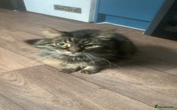 Norwegian Forest Cat cats for sale: Motoko: Norwegian Forest Cat x Maine Coon - Image 2