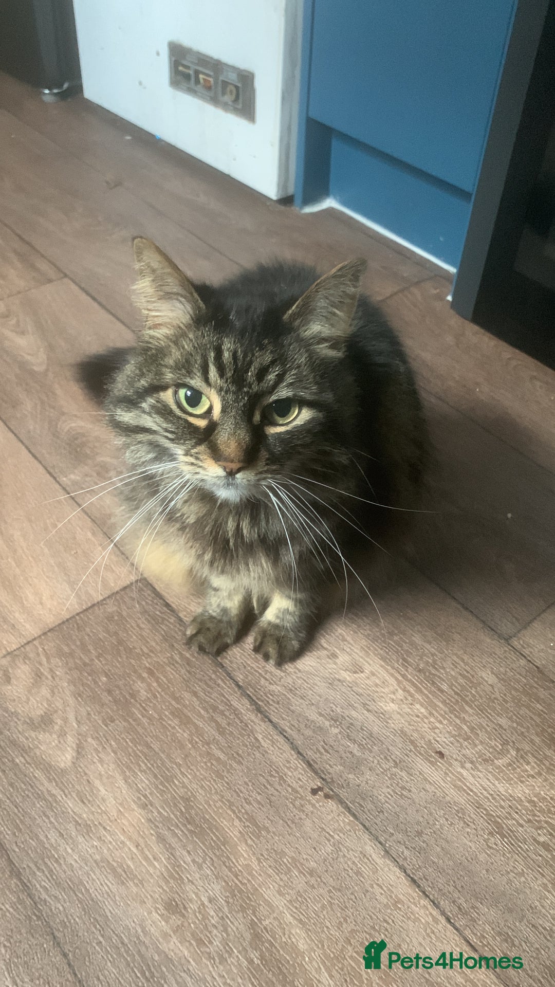 Norwegian Forest Cat cats for sale: Motoko: Norwegian Forest Cat x Maine Coon - Image 2