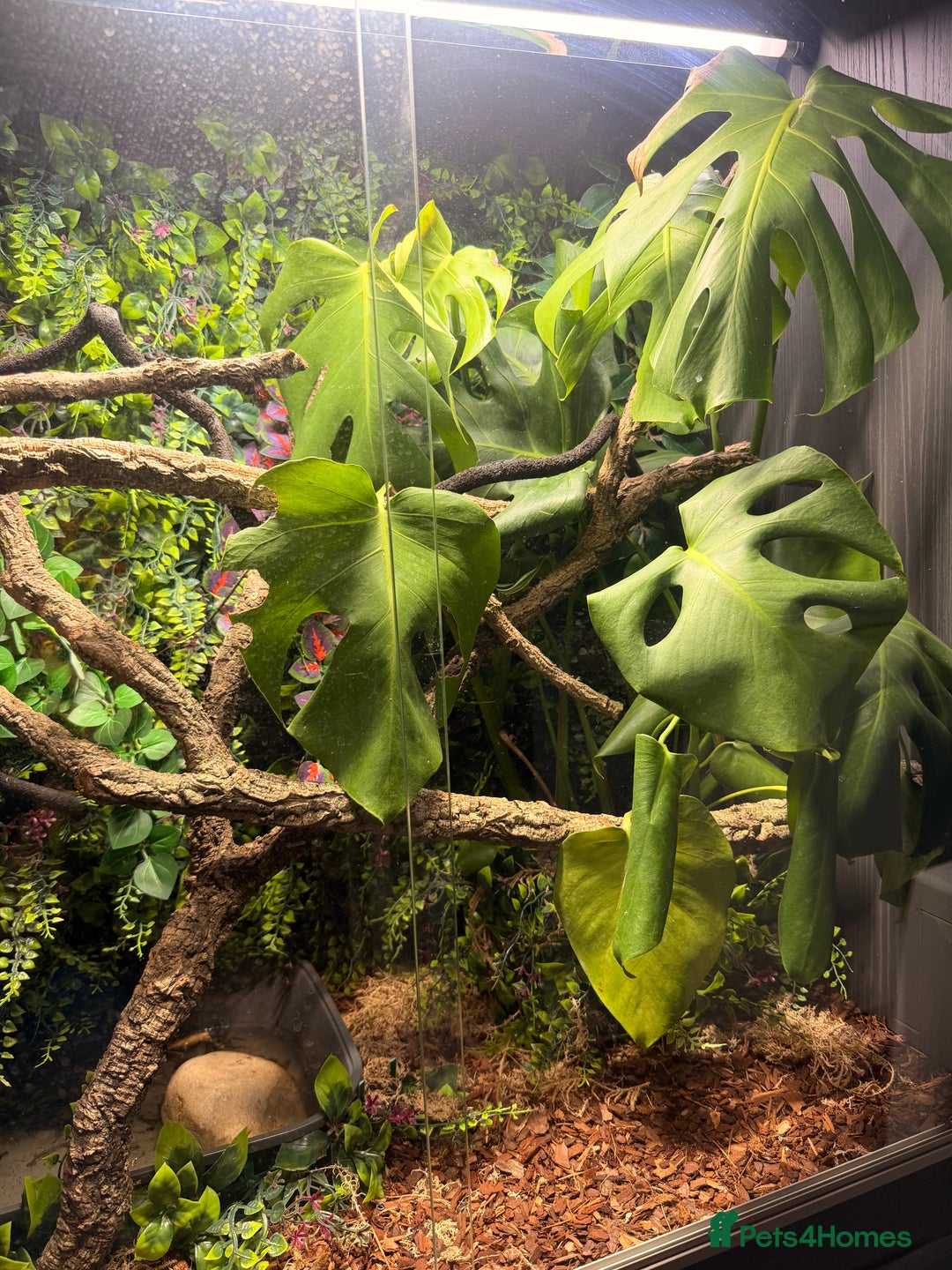 Lizard reptiles for sale: Chinese water Dragon and complete set up for sale - Advert 5