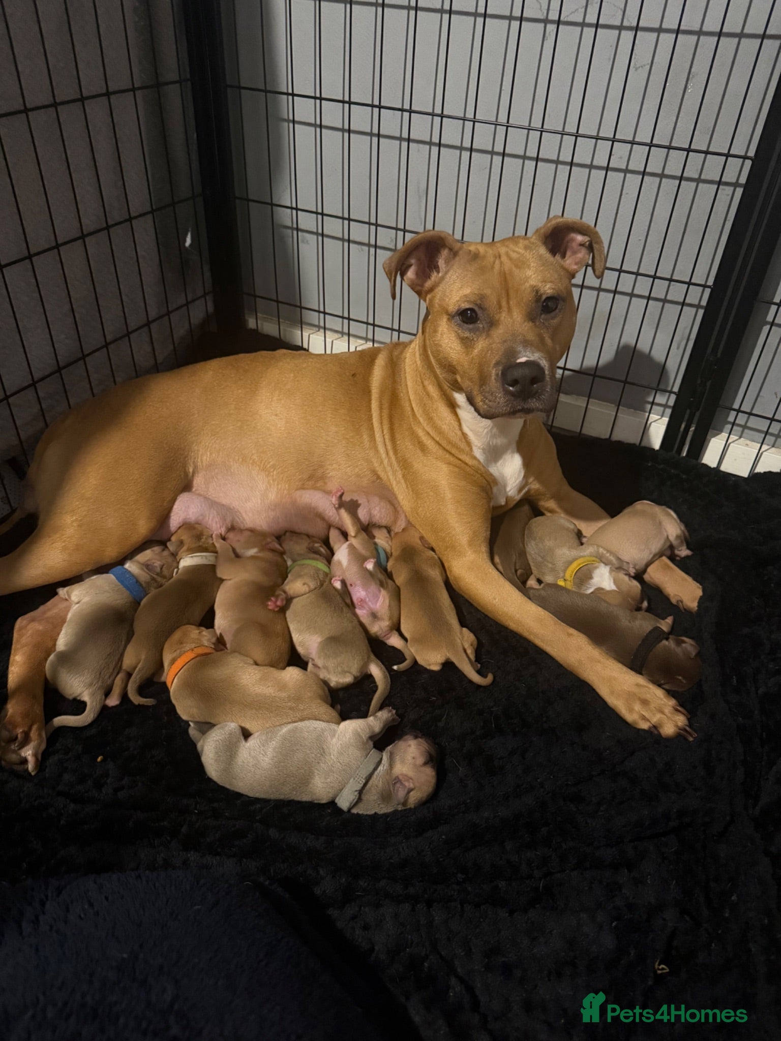 Mixed Breed dogs Bully breed puppies - Advert 7