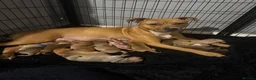 Mixed Breed dogs for sale: Bully breed puppies - Advert 1