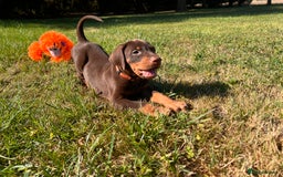 Dobermann dogs for sale: Ready now, Outstanding KC Reg Dobermann puppies - Image 28