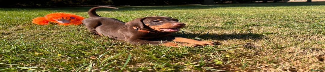 Orange Collar